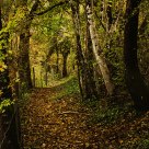 Leafy Footpath